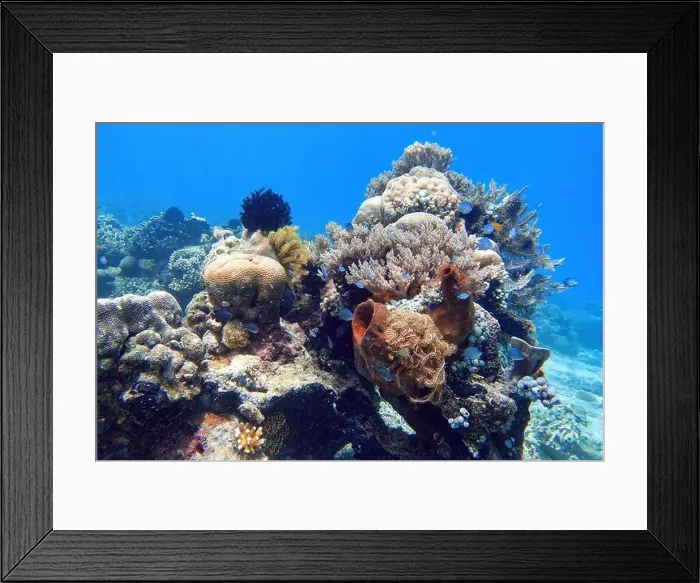 Framed Print : Indonesia Bangka - Marine life Coral reef with tropical fish Framed Print : Indonesia Bangka - Marine life Coral reef with tropical fish