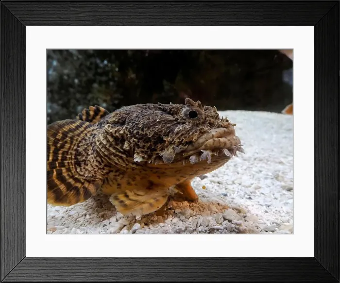 Framed Print : Oyster Toadfish fish underwater portrait close up Framed Print : Oyster Toadfish fish underwater portrait close up