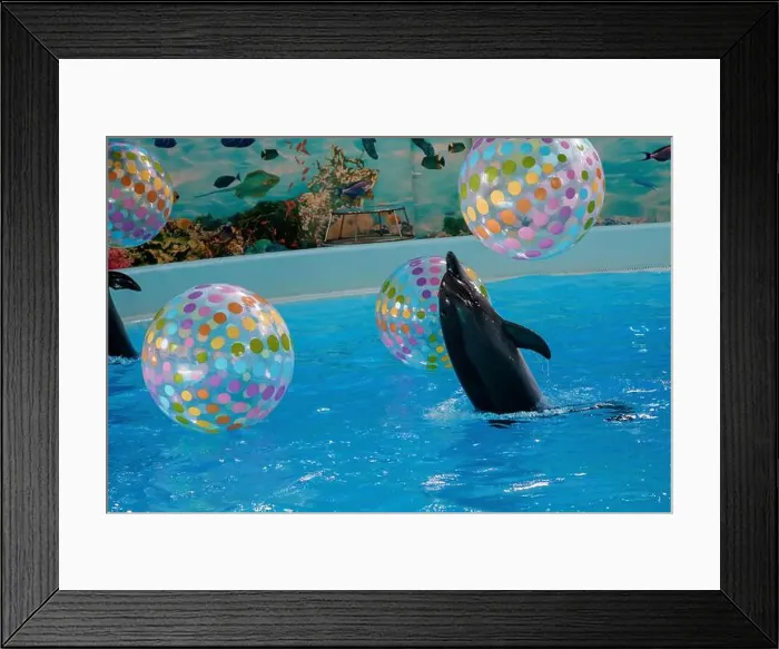 Framed Print : Playful Dolphins Interacting with Colorful Beach Balls in an Underwater Show Framed Print : Playful Dolphins Interacting with Colorful Beach Balls in an Underwater Show