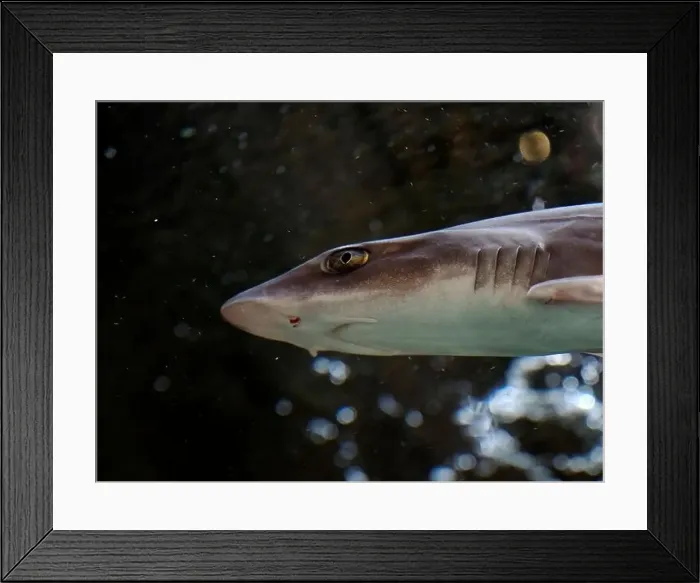 Framed Print : A dogfish shark underwater close up portrait Framed Print : A dogfish shark underwater close up portrait