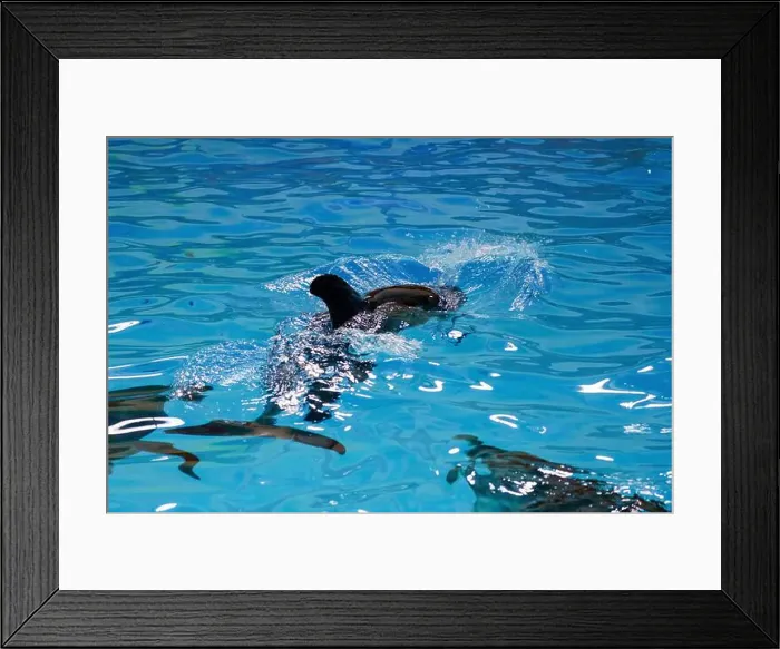 Framed Print : Playful Sea Life: A Fascinating Moment of a Dolphin Swimming Underwater in Crystal Clear Blue Water