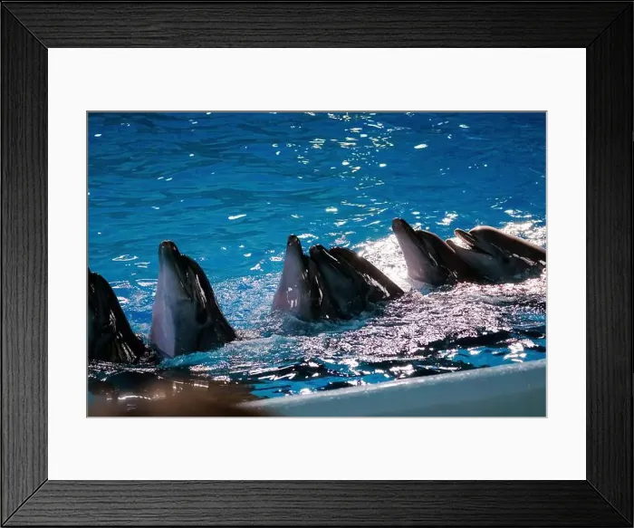Framed Print : Graceful Dolphins Playfully Surfacing in Crystal Clear Blue Water