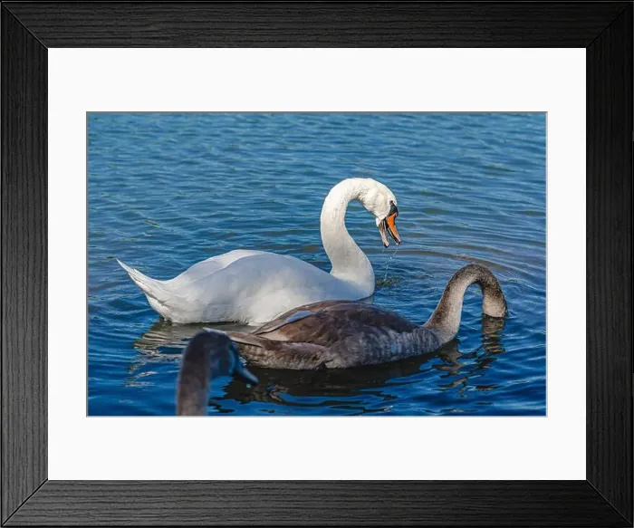 Framed Print : White and gray swan on dark water. One of them, gray swan, dives in search of food in shallow river Framed Print : White and gray swan on dark water. One of them, gray swan, dives in search of food in shallow river