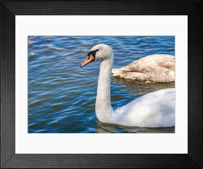 Framed Print : White and gray swan on dark water. One of them, gray swan, swims behind in a shallow river Framed Print : White and gray swan on dark water. One of them, gray swan, swims behind in a shallow river