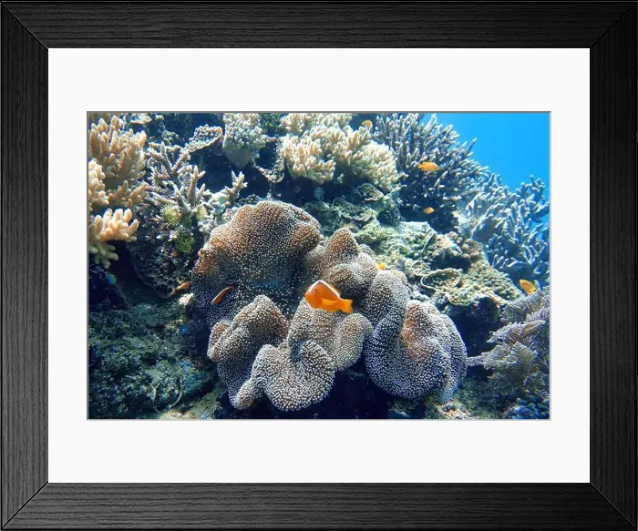 Framed Print : Indonesia Bangka - Clownfish and Sea Anemone - Amphiprioninae - Orange skunk clownfish Framed Print : Indonesia Bangka - Clownfish and Sea Anemone - Amphiprioninae - Orange skunk clownfish
