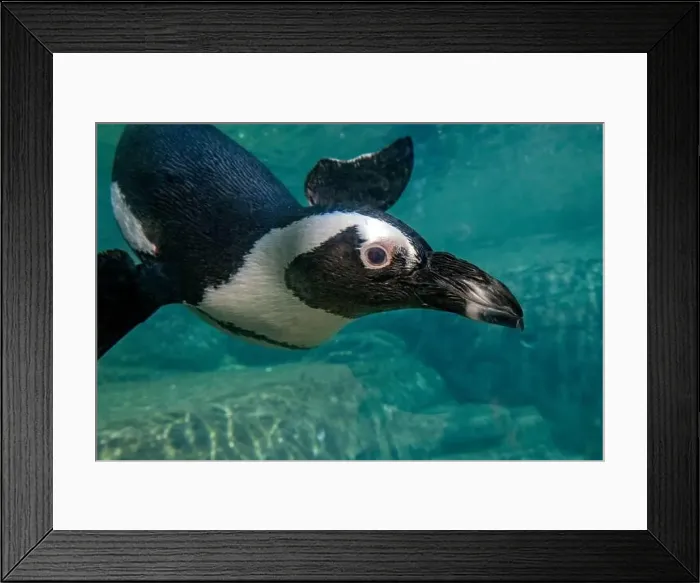 Framed Print : An african cape penguin underwater swimming in water Framed Print : An african cape penguin underwater swimming in water