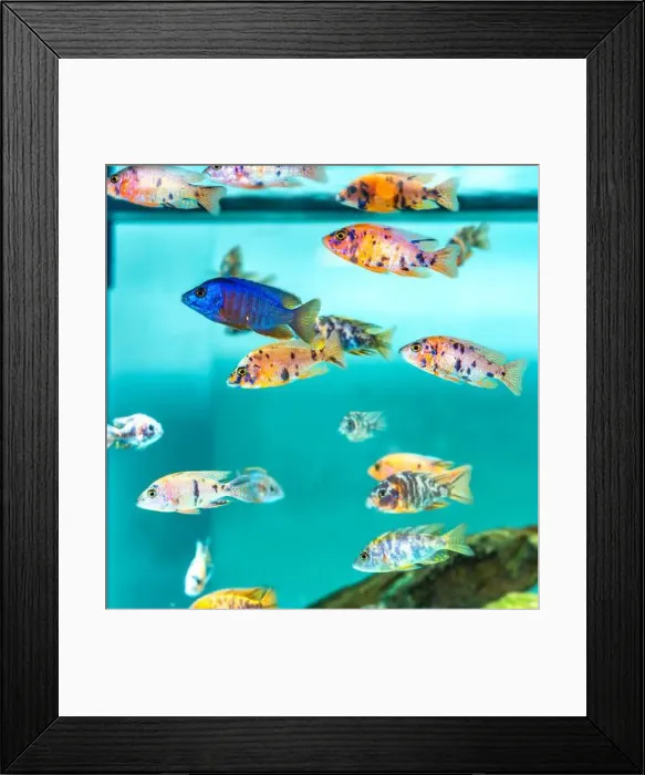 Framed Print : Colorful OB Peacock cichlids in freshwater aquarium Framed Print : Colorful OB Peacock cichlids in freshwater aquarium