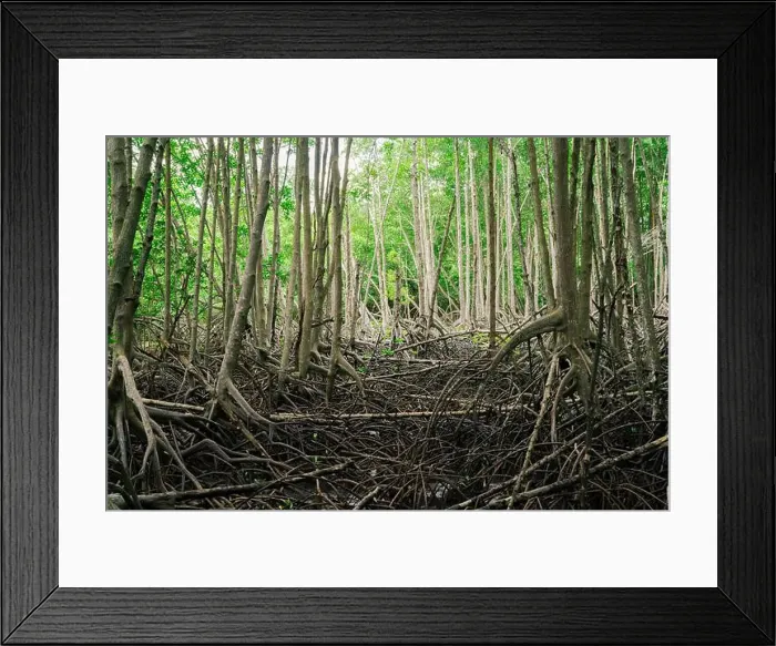 Framed Print : Mangrove roots in biodiverse coastal wetland Framed Print : Mangrove roots in biodiverse coastal wetland