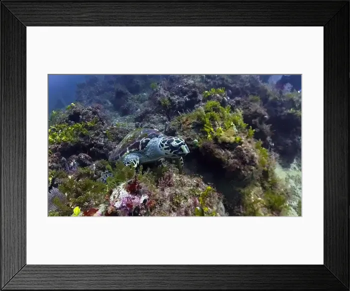 Framed Print : A Hawksbill Sea Turtle (Eretmochelys imbricata) in Jupiter, Florida, USA