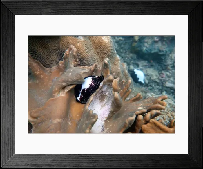 Framed Print : Indonesia Bangka - Marine life Common egg cowrie - sea snail - vula ovum Framed Print : Indonesia Bangka - Marine life Common egg cowrie - sea snail - vula ovum