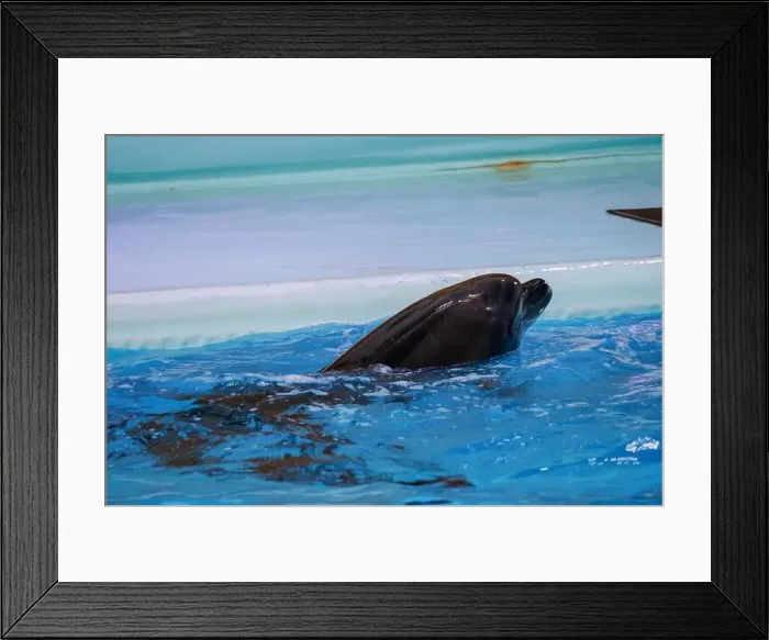 Framed Print : Graceful Dolphin Swimming in Clear Blue Water at an Aquatic Facility Framed Print : Graceful Dolphin Swimming in Clear Blue Water at an Aquatic Facility