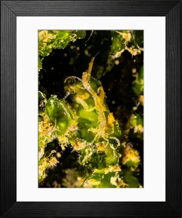 Framed Print : Skeleton Shrimp, Caprella spp. on kelp in the Bremerton Marina, Bremerton, Washington State, USA Framed Print : Skeleton Shrimp, Caprella spp. on kelp in the Bremerton Marina, Bremerton, Washington State, USA