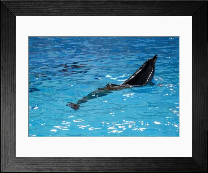 Framed Print : Graceful Dolphin Swimming in Crystal Clear Aquatic Environment Framed Print : Graceful Dolphin Swimming in Crystal Clear Aquatic Environment