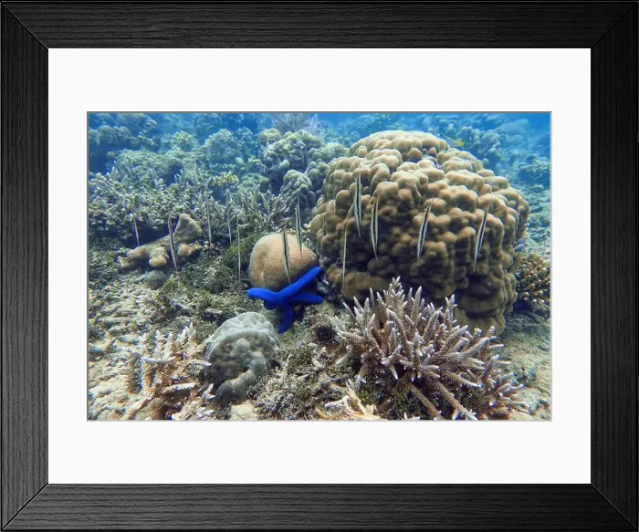 Framed Print : Indonesia Bangka - Shrimpfish - Aeoliscus strigatus - Razorfish Framed Print : Indonesia Bangka - Shrimpfish - Aeoliscus strigatus - Razorfish