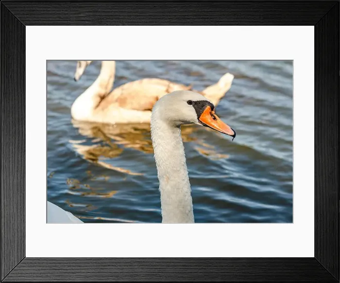 Framed Print : White and gray swan on dark water. One of them, gray swan, swims behind in a shallow river Framed Print : White and gray swan on dark water. One of them, gray swan, swims behind in a shallow river
