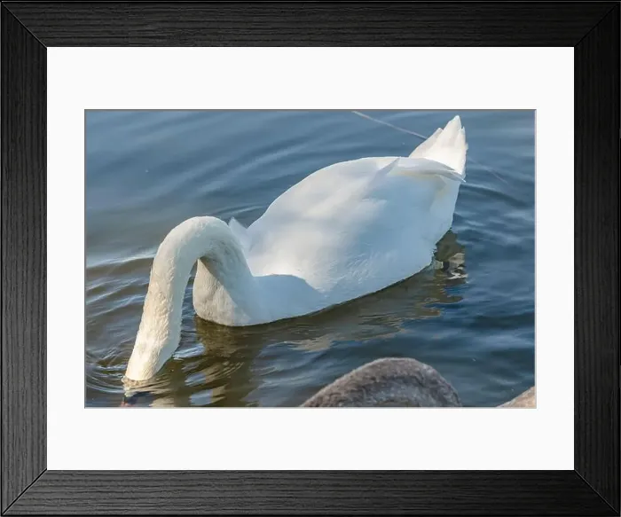 Framed Print : White swan on dark water dives in search of food in shallow river. Feeding of waterfowl in wild Framed Print : White swan on dark water dives in search of food in shallow river. Feeding of waterfowl in wild