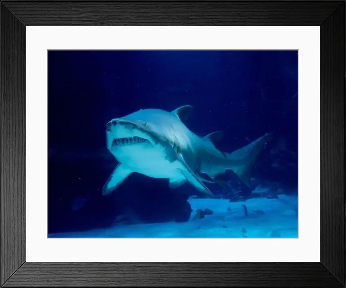 Framed Print : A tiger sand shark underwater portrait Carcharias taurus