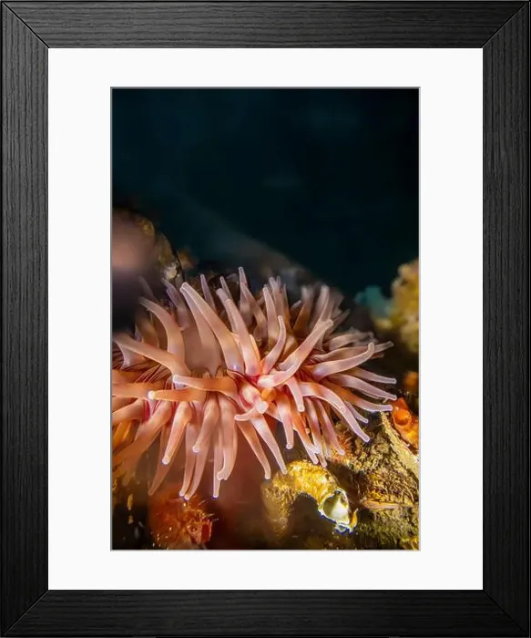 Framed Print : Painted Anemone, Urticina crassicornis, on side of dock in Edmonds Marina on Puget Sound, Washington State, USA Framed Print : Painted Anemone, Urticina crassicornis, on side of dock in Edmonds Marina on Puget Sound, Washington State, USA