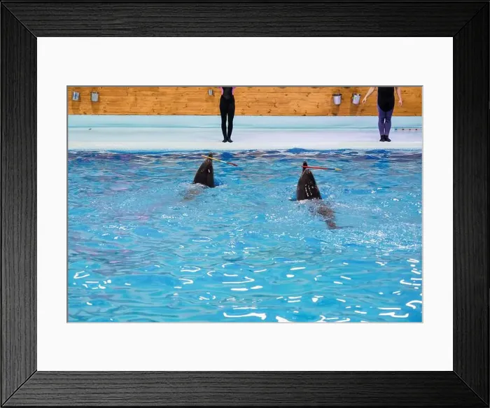 Framed Print : Playful dolphins in a training session with colorful poles against a vibrant blue pool water background