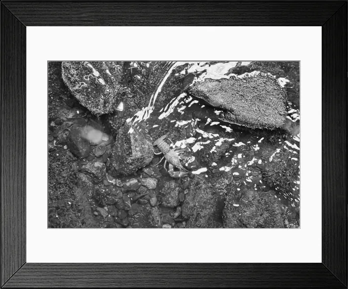 Framed Print : Crayfish in a stream on gravel with stones. Crayfish in nature. Delicacy to eat. Wild animal in Scandinavia