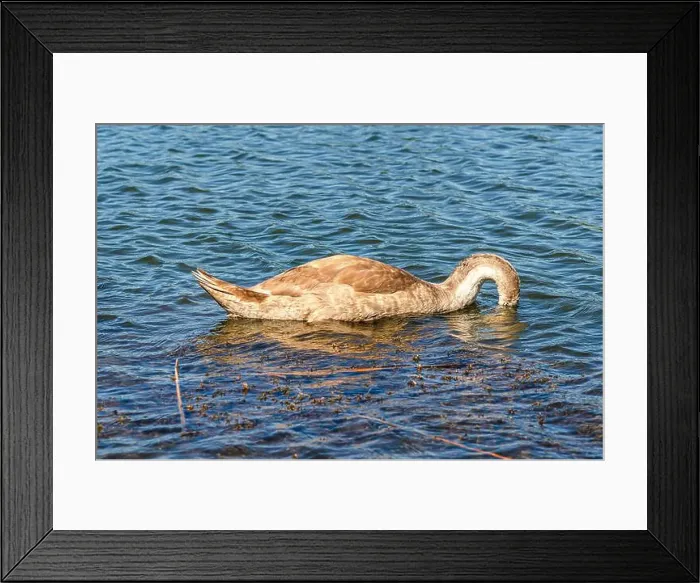 Framed Print : Gray swan on dark water dives in search of food in shallow river. Feeding waterfowl in nature Framed Print : Gray swan on dark water dives in search of food in shallow river. Feeding waterfowl in nature