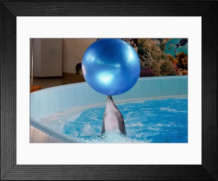 Framed Print : Playful Dolphin Balancing a Blue Ball in an Underwater Arena Framed Print : Playful Dolphin Balancing a Blue Ball in an Underwater Arena