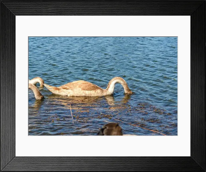 Framed Print : Gray swan on dark water dives in search of food in shallow river. Feeding waterfowl in nature Framed Print : Gray swan on dark water dives in search of food in shallow river. Feeding waterfowl in nature