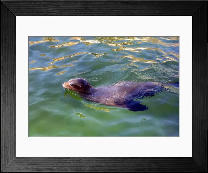 Framed Print : The seal is swimming in the water. High quality photo Framed Print : The seal is swimming in the water. High quality photo