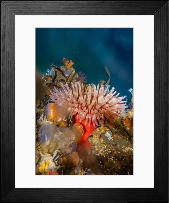Framed Print : Painted Anemone, Urticina crassicornis, on side of dock in Edmonds Marina on Puget Sound, Washington State, USA Framed Print : Painted Anemone, Urticina crassicornis, on side of dock in Edmonds Marina on Puget Sound, Washington State, USA