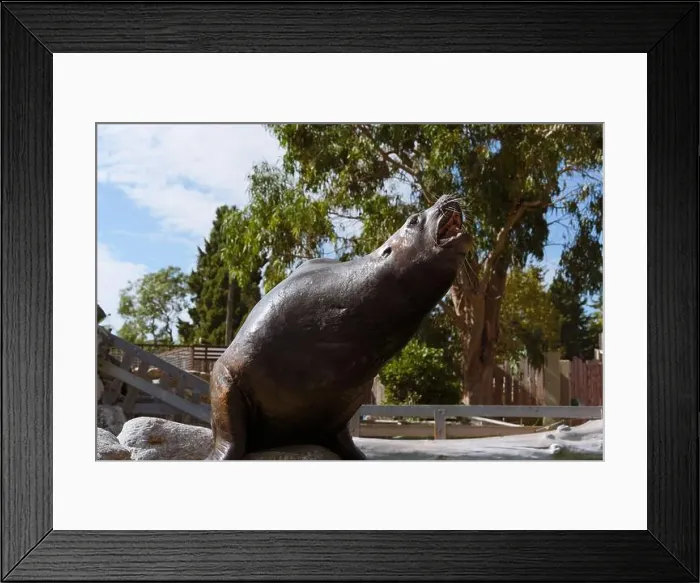 Framed Print : Close-Up of a Steller Sea Lion Framed Print : Close-Up of a Steller Sea Lion