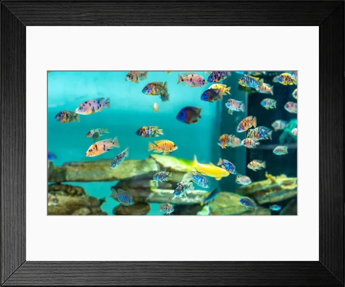Framed Print : Colorful OB Peacock cichlids in freshwater aquarium