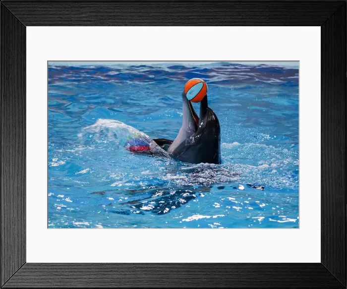 Framed Print : Playful Dolphin Balancing a Beach Ball in Crystal Clear Aquatic Waters Framed Print : Playful Dolphin Balancing a Beach Ball in Crystal Clear Aquatic Waters