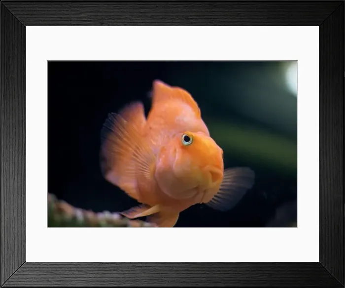 Framed Print : A fish that has a notably large nose is looking directly at the camera with its big eyes Framed Print : A fish that has a notably large nose is looking directly at the camera with its big eyes