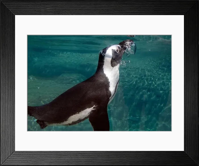 Framed Print : An african cape penguin underwater swimming in water Framed Print : An african cape penguin underwater swimming in water