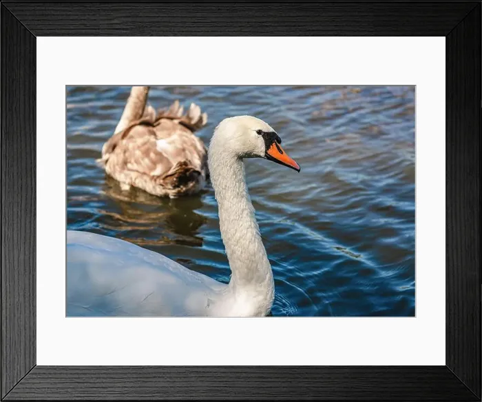 Framed Print : White and gray swan on dark water. One of them, gray swan, swims behind in a shallow river Framed Print : White and gray swan on dark water. One of them, gray swan, swims behind in a shallow river
