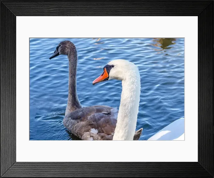 Framed Print : White and gray swan on dark water. One of them, gray swan, swims behind in a shallow river Framed Print : White and gray swan on dark water. One of them, gray swan, swims behind in a shallow river
