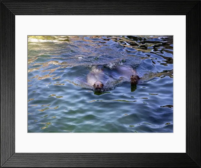 Framed Print : A pair of seals are swimming in the water. High quality photo Framed Print : A pair of seals are swimming in the water. High quality photo