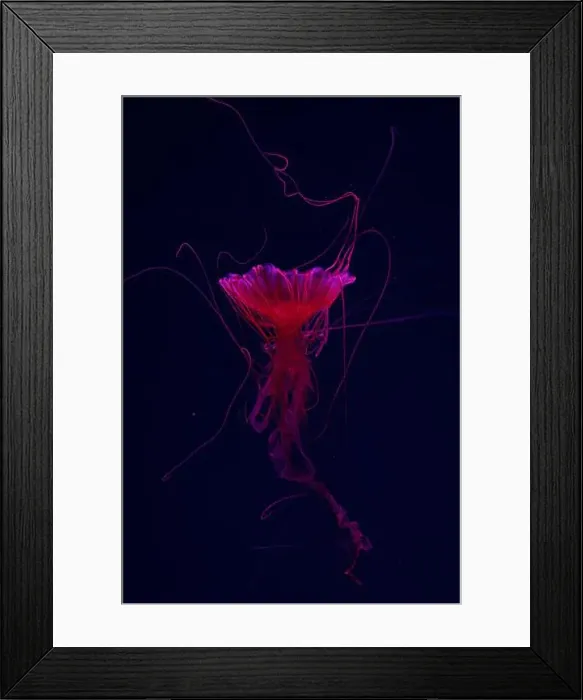 Framed Print : Fluorescent jellyfish swimming underwater aquarium pool with red neon light Framed Print : Fluorescent jellyfish swimming underwater aquarium pool with red neon light