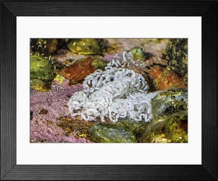 Framed Print : Eggs of Thick-horned Nudibranch, Hermissenda crassicornis, in the Bremerton Marina, Bremerton, Washington State, USA Framed Print : Eggs of Thick-horned Nudibranch, Hermissenda crassicornis, in the Bremerton Marina, Bremerton, Washington State, USA