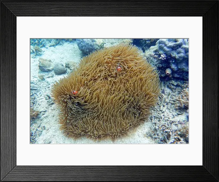 Framed Print : Indonesia Bangka - Clownfish and Sea Anemone - Amphiprioninae Framed Print : Indonesia Bangka - Clownfish and Sea Anemone - Amphiprioninae