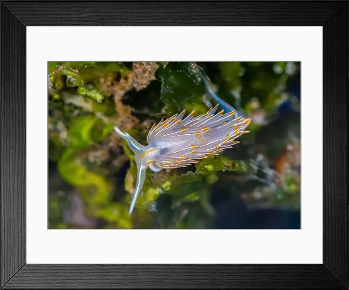 Framed Print : Thick-horned Nudibranch, Hermissenda crassicornis, in the Bremerton Marina, Bremerton, Washington State, USA Framed Print : Thick-horned Nudibranch, Hermissenda crassicornis, in the Bremerton Marina, Bremerton, Washington State, USA