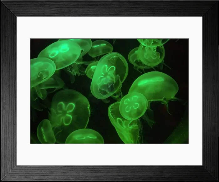 Framed Print : Bioluminescent green jellyfish floating gracefully in the dark. High quality photo Framed Print : Bioluminescent green jellyfish floating gracefully in the dark. High quality photo