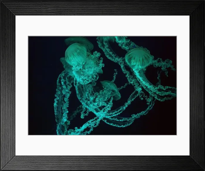 Framed Print : Group of Jellifish South american sea nettle Framed Print : Group of Jellifish South american sea nettle