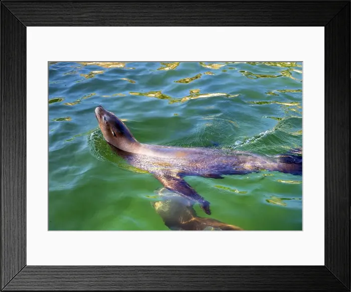 Framed Print : The seal is swimming in the water. High quality photo Framed Print : The seal is swimming in the water. High quality photo