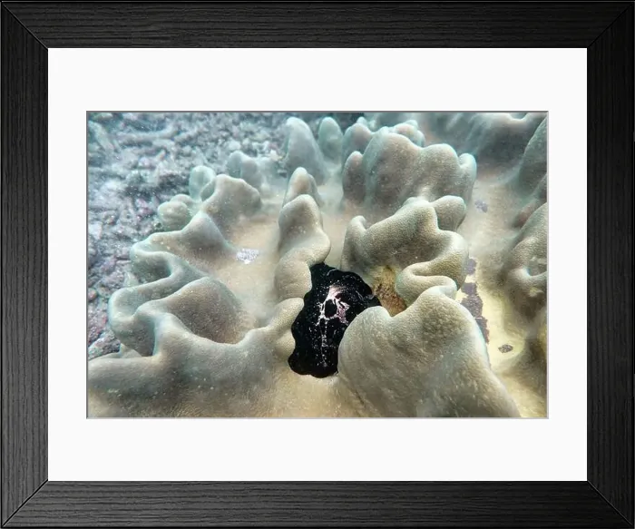 Framed Print : Indonesia Bangka - Marine life Common egg cowrie - sea snail - vula ovum Framed Print : Indonesia Bangka - Marine life Common egg cowrie - sea snail - vula ovum
