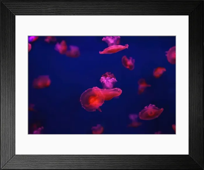 Framed Print : Mediterranean jellyfish Framed Print : Mediterranean jellyfish
