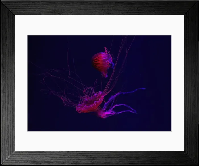 Framed Print : Group of jellyfish swimming underwater aquarium pool with red neon light Framed Print : Group of jellyfish swimming underwater aquarium pool with red neon light