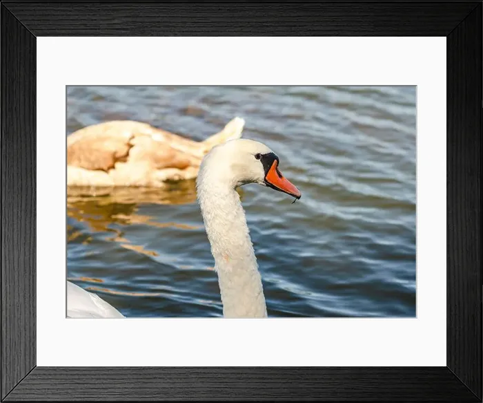 Framed Print : White and gray swan on dark water. One of them, gray swan, swims behind in a shallow river Framed Print : White and gray swan on dark water. One of them, gray swan, swims behind in a shallow river