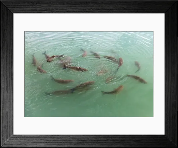 Framed Print : Flock of carp fish is in blue water, close up photo with selective focus
