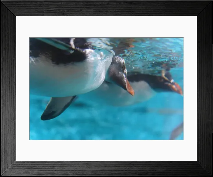 Framed Print : Grace in Motion: Close-Up of Penguin Swimming Underwater